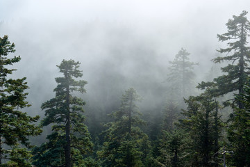 Misty forest view from Larch Mountain in Oregon.
