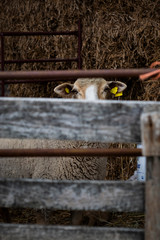 Obraz premium oveja detras de corral