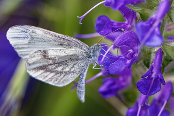 blue butterfly macro , in the nature