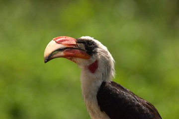 Toko bird