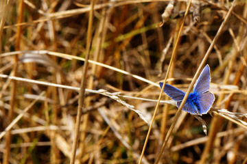 blue butterfly macro , in the nature