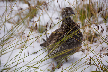 Closeup of female sooty grouse on snow-covered ground in Mt. Rainier National Park in Washington state