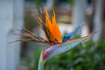 Strelitzia is a genus of five species of perennial plants, native to South Africa. Bird of paradise. 
