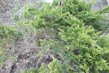 ornamental juniper in a spring village