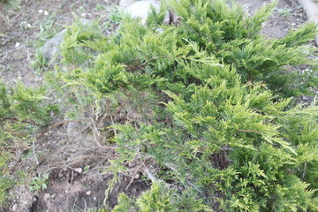 ornamental juniper in a spring village