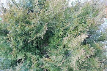 ornamental juniper in a spring village