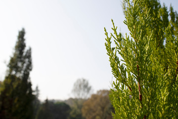 Mediterranean cypress ,cupressus sempervirens Cones on branch. Close up.
