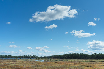 Floating mat of peat moss. Typical swamp hollow surrounded by poor bonsai pines and covered with soft mossy layer. Bright blue sky, white clouds. Nature Reserve, Selisoo raised bog in Estonia.