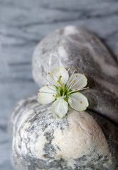 Fototapeta na wymiar Cherry flower among stones, macro photography, art composition, concept.