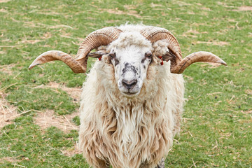 A ram with horns on a green meadow in a zoo. Farming animals