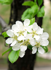 A branch of a blossoming pear (Pýrus) in the garden in May, white spring flowers with a bokeh effect in the background, vertical composition.