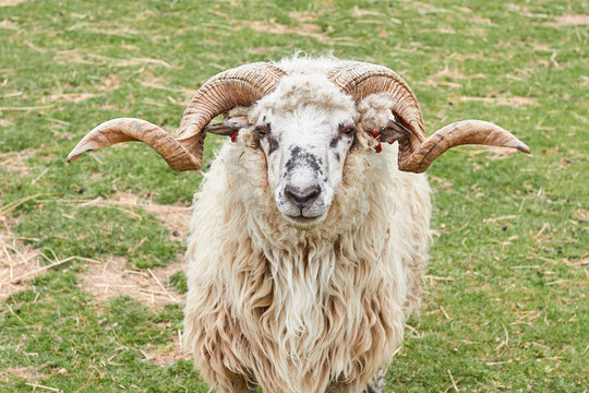 A ram with horns on a green meadow in a zoo. Farming animals