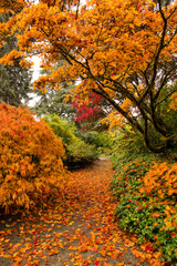 Vibrant orange Japanese maples at Kubota Garden in autumn in Seattle, WA