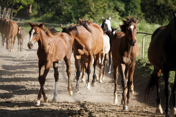  Thoroughbred mares and foals runs home together outdoors
