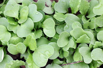 green organic lettuce on a garden bed in a greenhouse