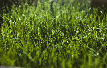 green fresh lawn grass. Beautiful green background
