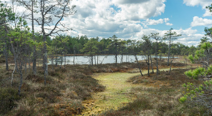 Floating mat of peat moss. Typical swamp hollow surrounded by poor bonsai pines and covered with soft mossy layer. Bright blue sky, white clouds. Nature Reserve, Selisoo raised bog in Estonia.