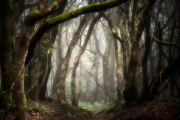 woods