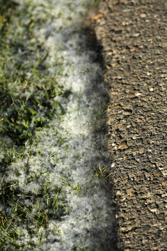 Pollen auf dem Boden