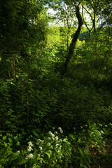 Sun rays in the forest