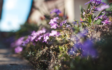 beautiful flowers in nature beautiful nature