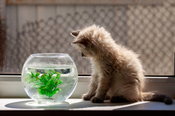 curious red kitten with goldfish in a fishbowl