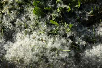 Pollen auf dem Boden
