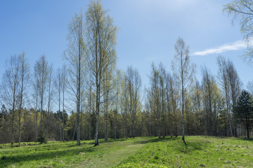 Birch trees (Latin: Betula pendula, known as silver or warty or white  birch) in the spring. Few...