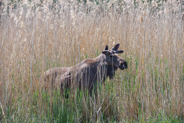 Moose or Eurasian elk on a sunny day in the countryside.