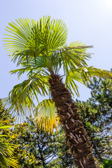 Palm tree among the pines in the Russian south. Trees are highlighted with a sun glare. Clear day. The fan palm tree is called a Chamaerops.