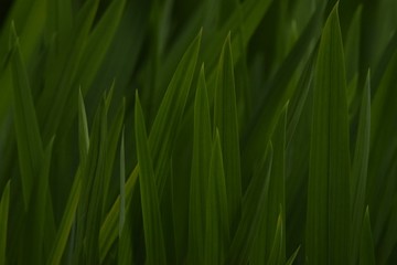 green grass background