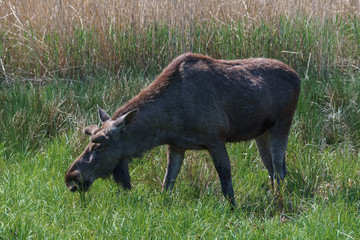 Moose or Eurasian elk on a sunny day in the countryside.