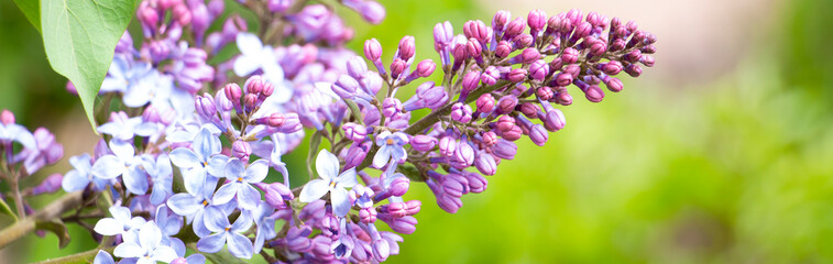Spring branch of lilac with flower buds. Selective soft focus, shallow depth of field. Blurred image, spring background.