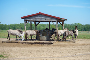 Polish primitive horse (Konik) on a farm near the feeder.