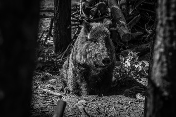 Naklejka premium Wild boar in the forest. Black and white.