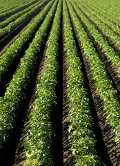 Feld Anbau Feldfrucht Pflanze