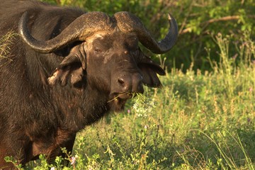 African buffalo in savannah