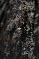 Small mushroom growing on tree bark in the California Redwoods