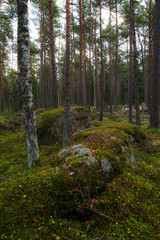 Mossy large boulders in a pine forest, erratic origin from glaciers time.
