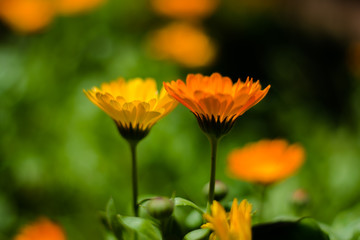 Colorful flowers of botanical garden and rose garden of Ooty Tamilnadu India

