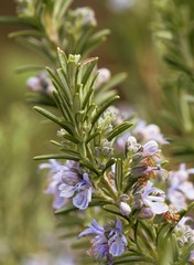 close up of a branch of a rosemary  plant