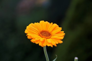 Single orange Calendula officinalis blossom in the garden