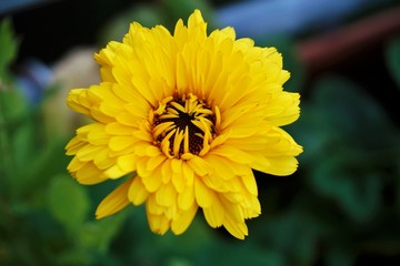 A yellow Calendula officinalis blossom in the garden