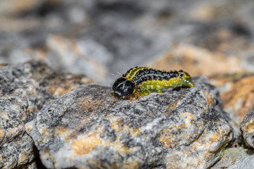 gąsienica ćmy bukszpanowej Cydalima perspectalis
