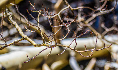 Branches