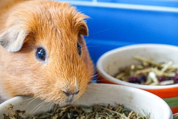 Adorable tame Brown American Shorthair breed Guinea pig eating grains and dried grass in a bowl