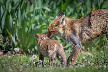 Lisica opiekująca się młodymi