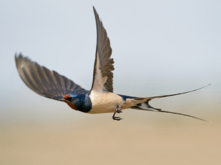 Barn swallow (Hirundo rustica) - obrazy, fototapety, plakaty