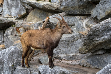 Young male Alpine ibex