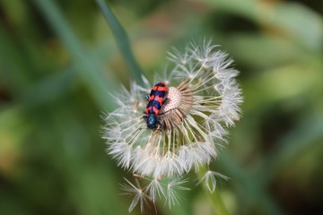 gemeiner Bienenkäfer sitzt auf Pusteblume